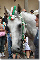 Fedora Saura